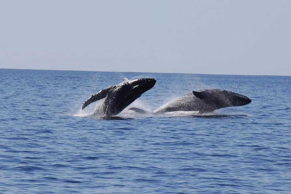 Cabo Whale Watching Tours