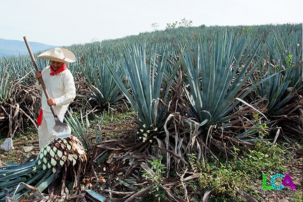 Cabo Airport Tequila Tasting