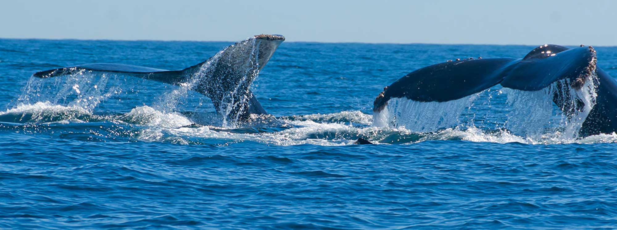 Cabo Tourism Tax