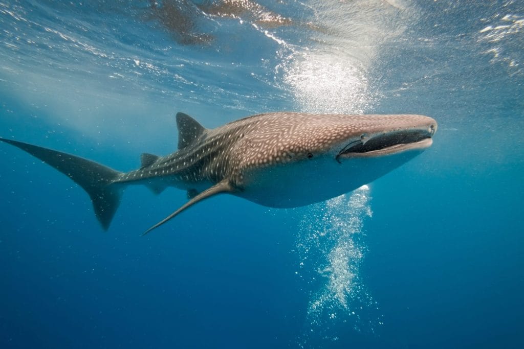 La Paz Whale Sharks